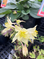 Aquilegia coerulea Kirigami Yellow, Columbine #1 container