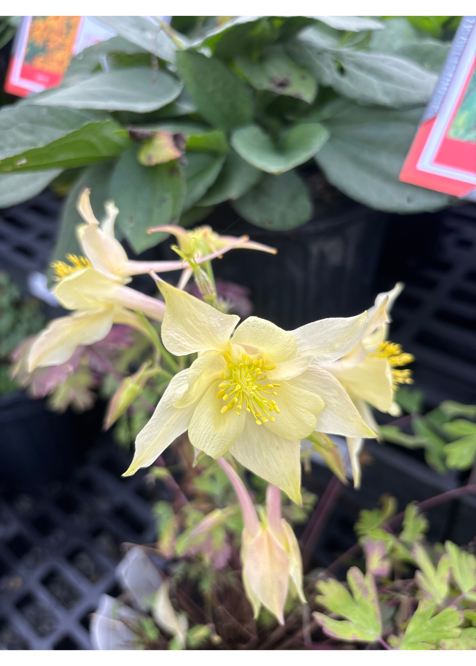 Aquilegia coerulea Kirigami Yellow, Columbine #1 container