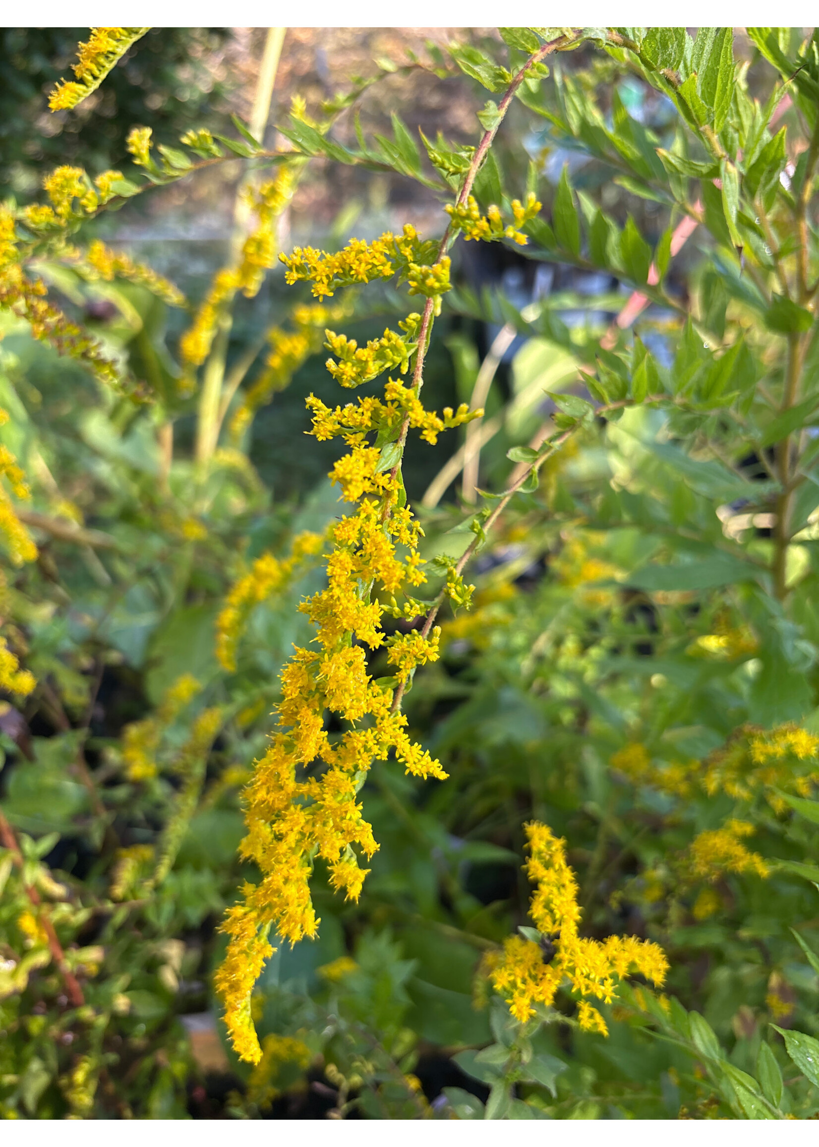 Solidago rugosa, Rough Goldenrod #1