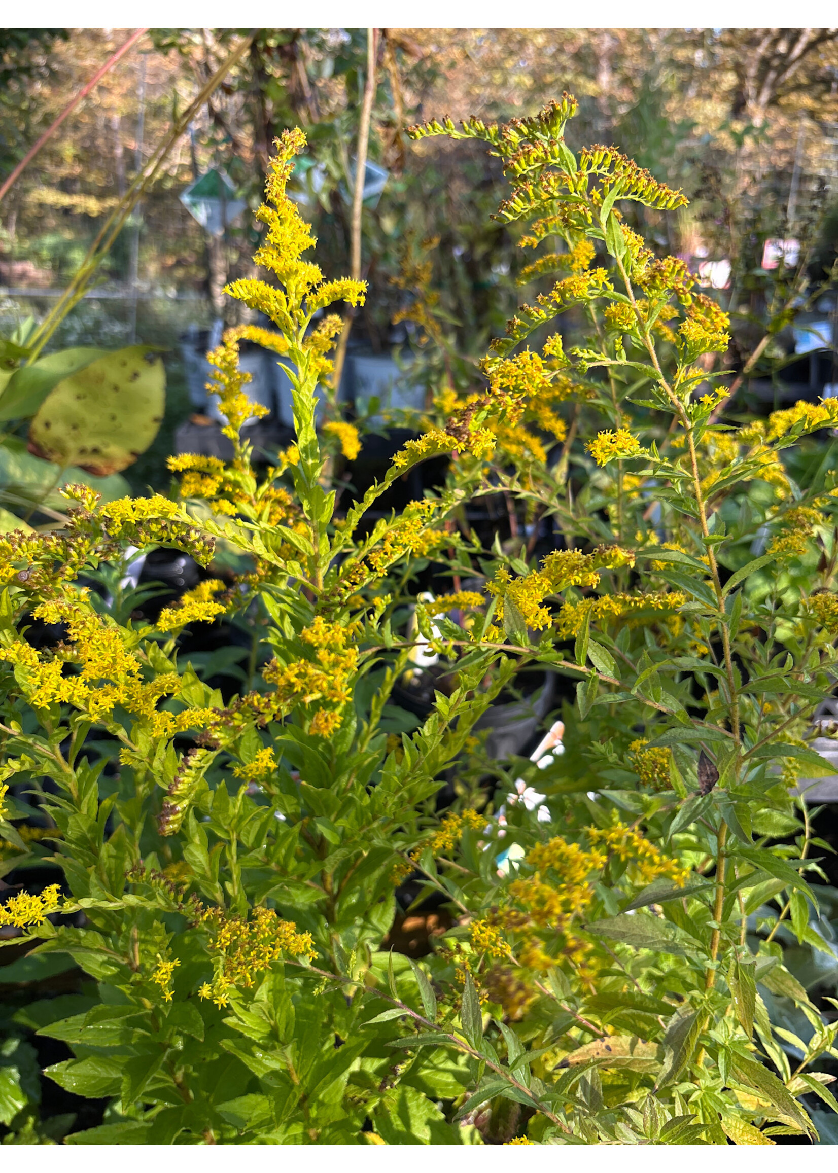 Solidago rugosa, Rough Goldenrod #1