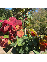 Cercis can. Hearts a Fire Redbud - Eastern, #10
