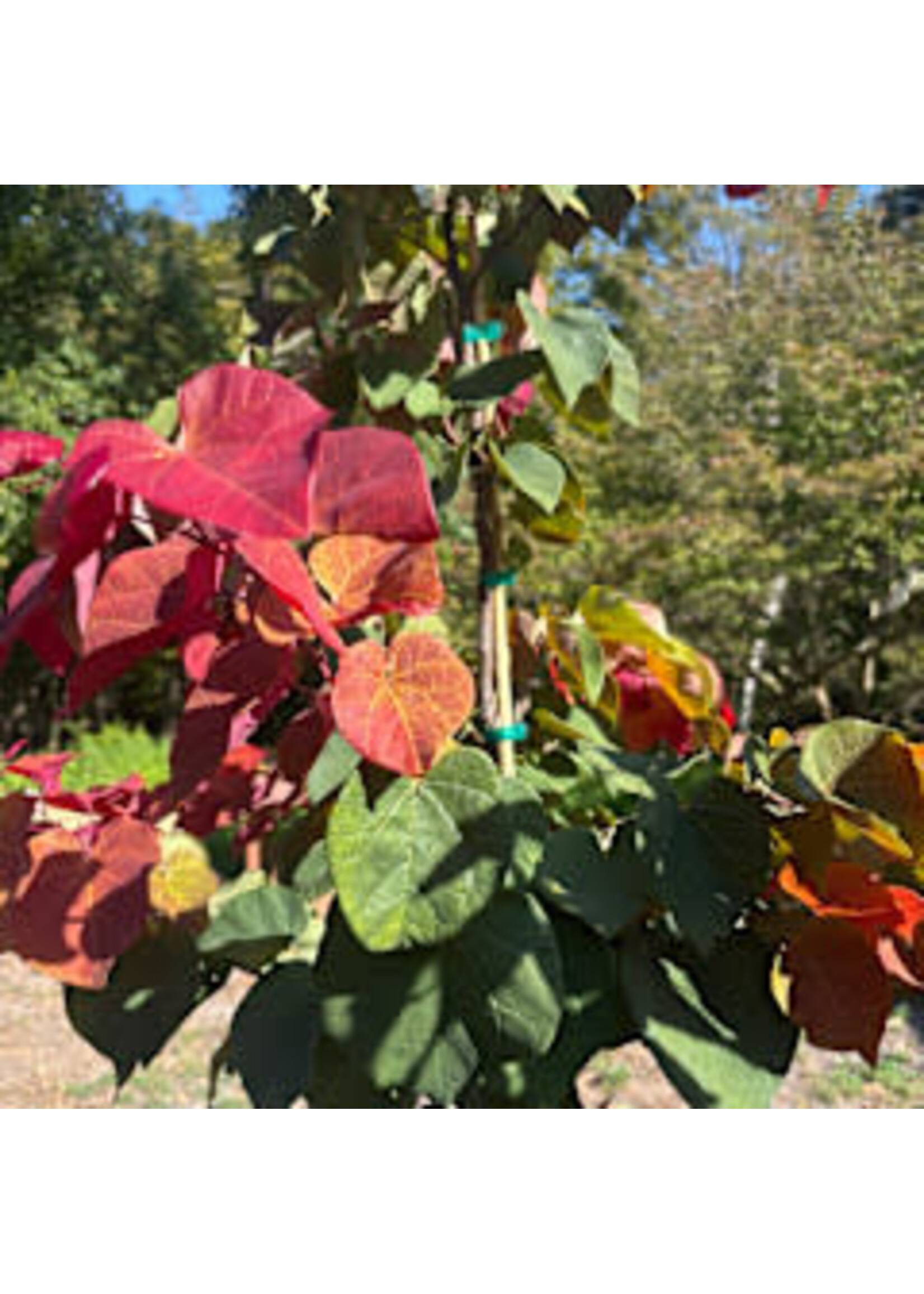 Cercis can. Hearts a Fire Redbud - Eastern, #10