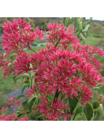 Heptacodium miconioides Temple of Bloom Seven-Son Flower, #7 Treeform