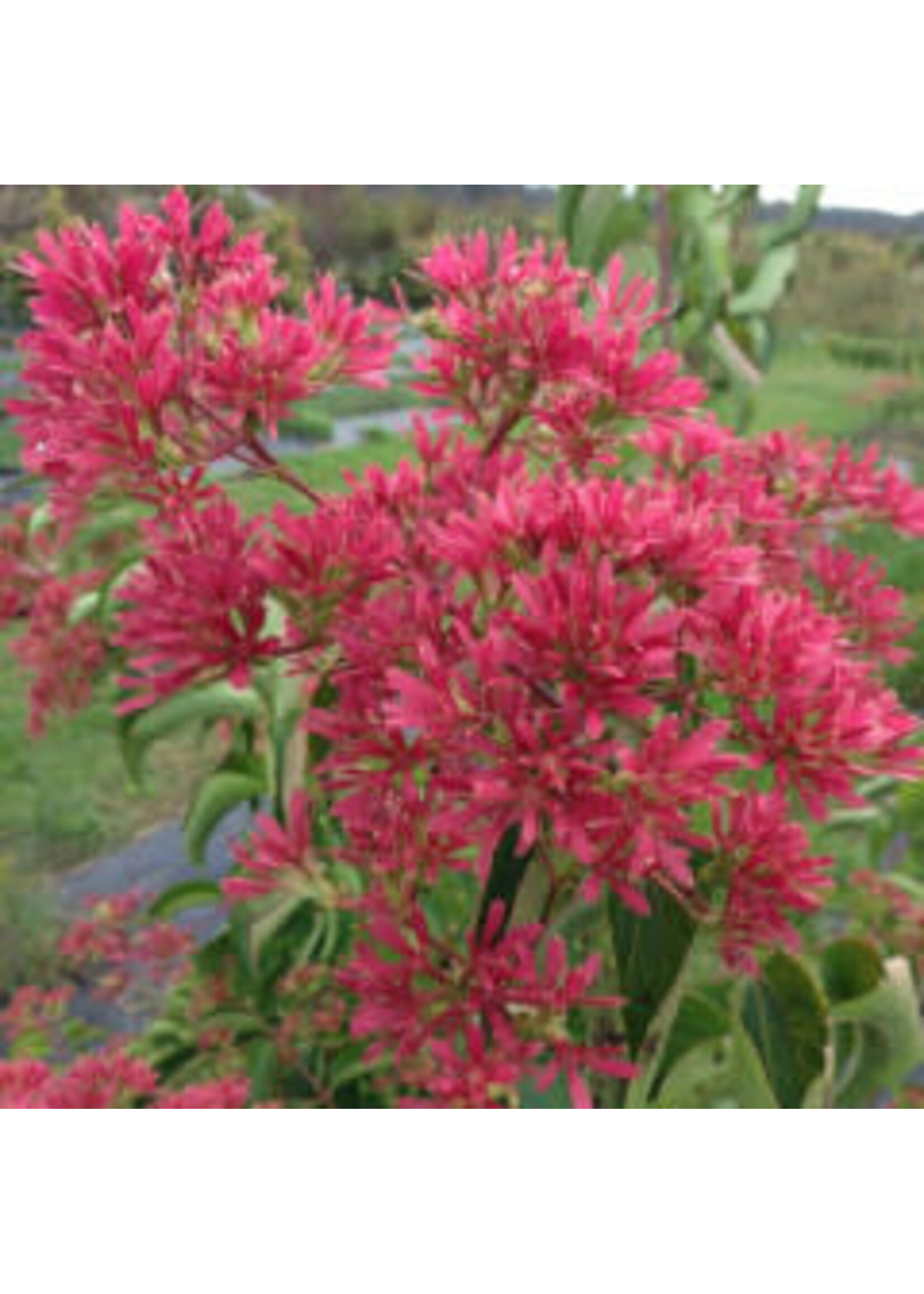 Heptacodium miconioides Temple of Bloom Seven-Son Flower, #7 Treeform