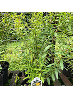 Hypericum prolificum, Shrubby St. Johns Wort #3