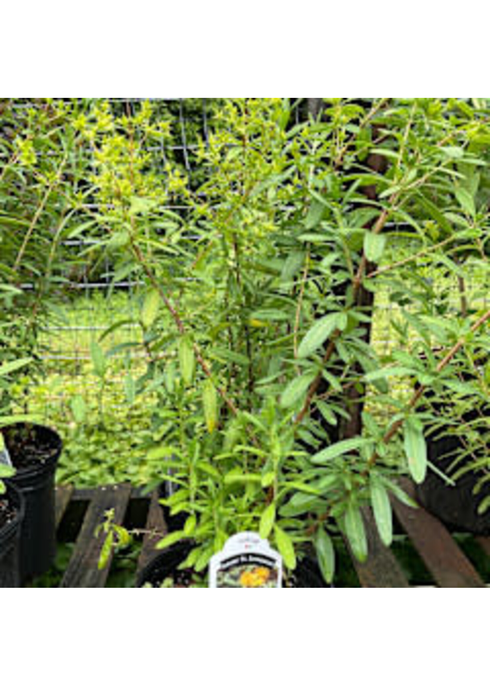 Hypericum prolificum, Shrubby St. Johns Wort #3