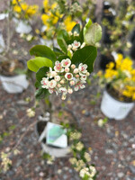 Aronia mel. Low Scape Mound Chokeberry, #7