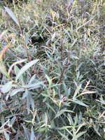 Salix grac. Melanostachys Pussy Willow - Black, #7