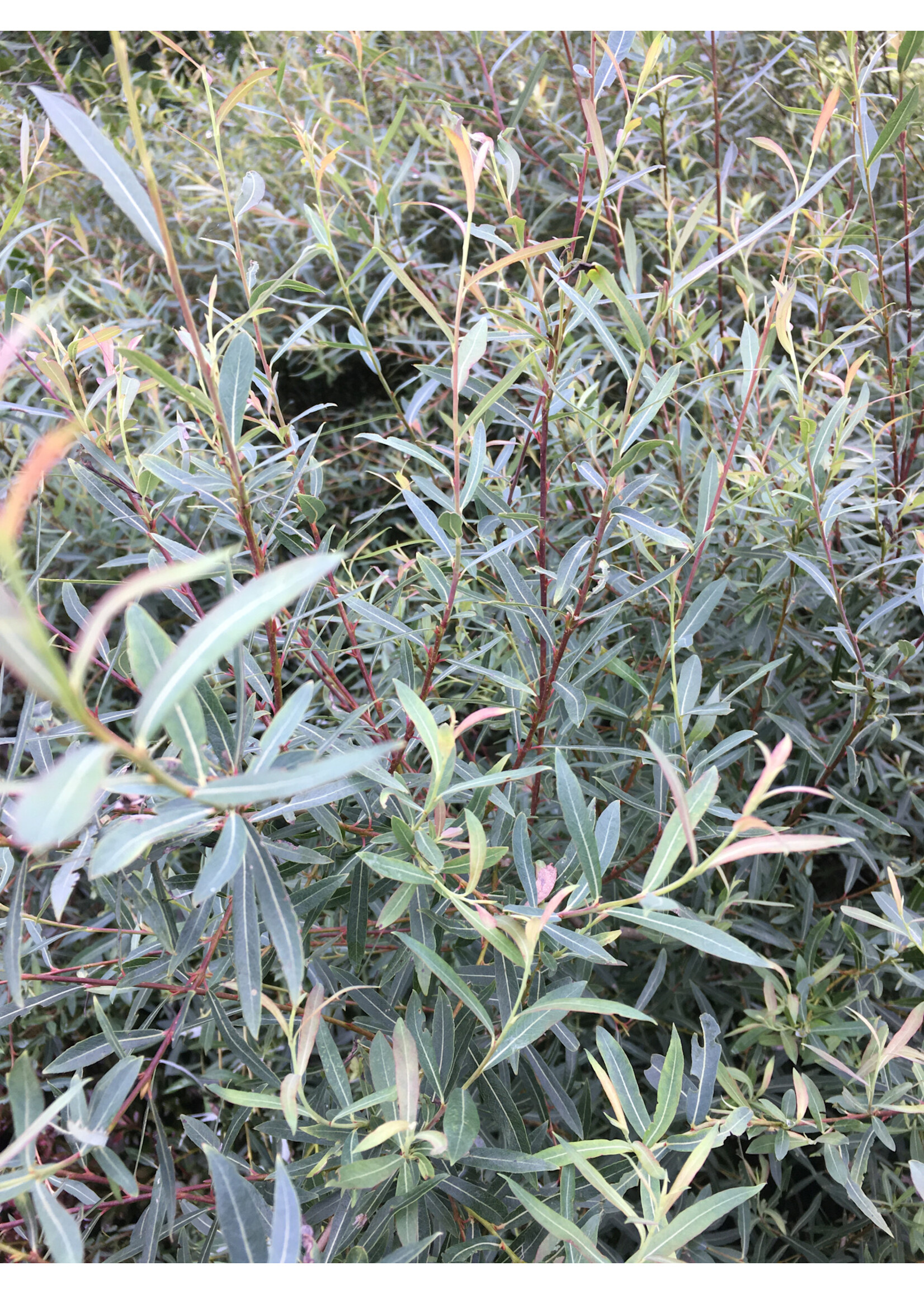 Salix grac. Melanostachys Pussy Willow - Black, #7