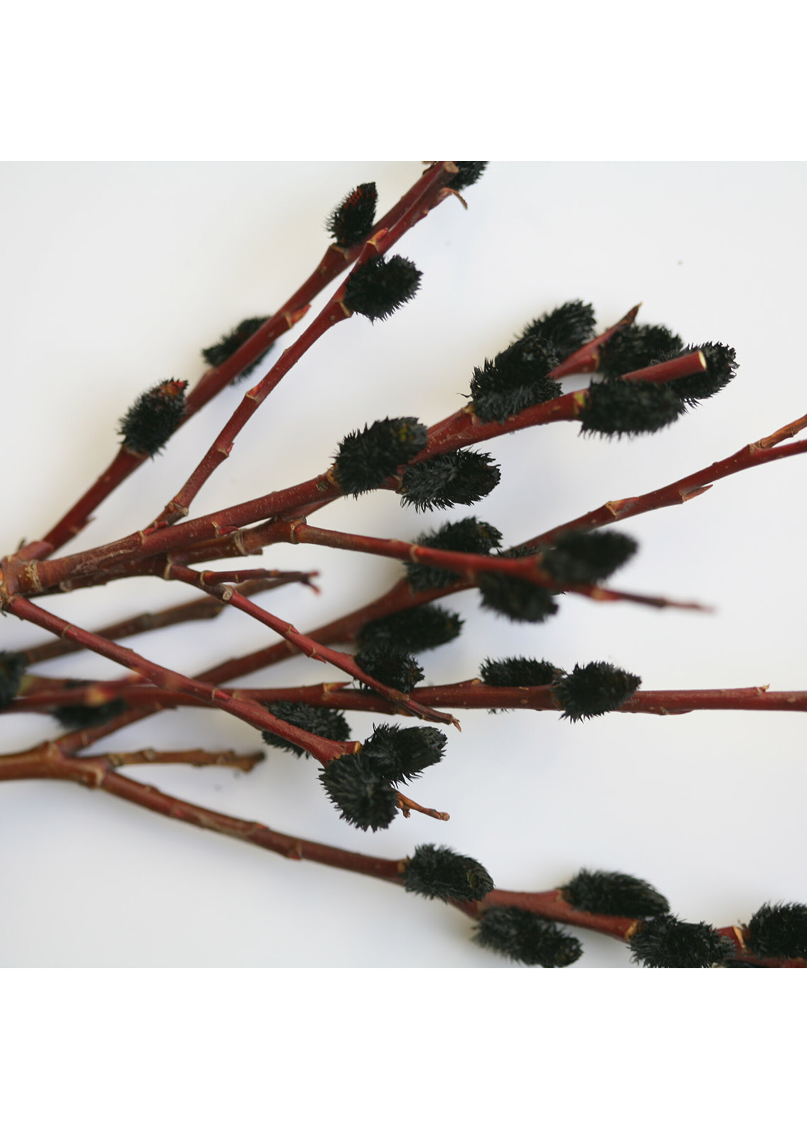 Salix grac. Melanostachys Pussy Willow - Black, #7
