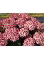 Hydrangea arbor. Hydrangea - Smooth, Incrediball Blush #3