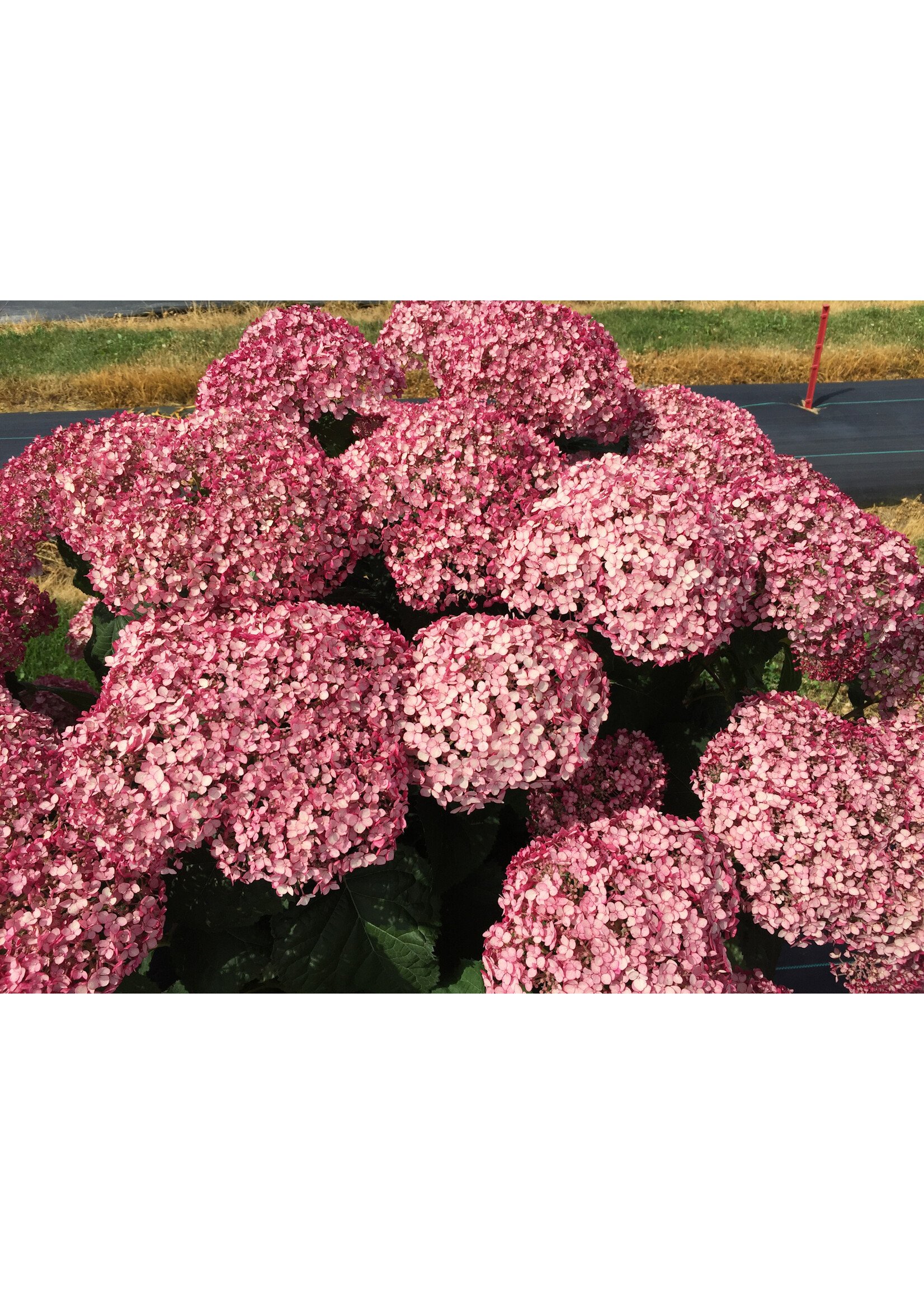 Hydrangea arbor. Hydrangea - Smooth, Incrediball Blush #3