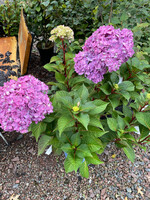 Hydrangea mac. Bloom Struck  Hydrangea - Mophead, #3