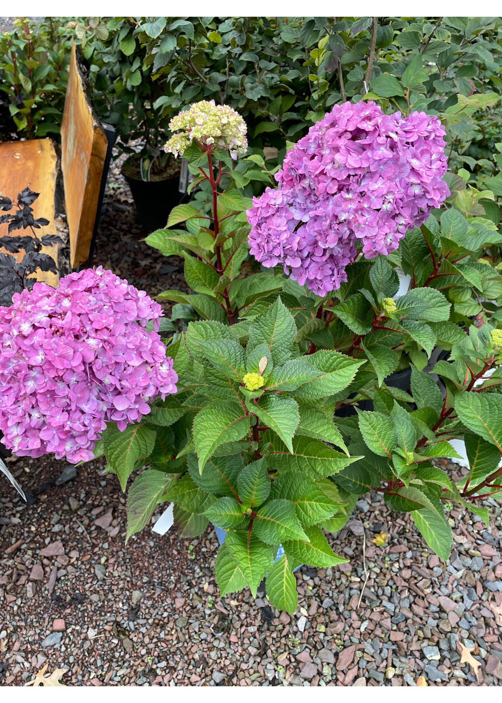 Hydrangea mac. Bloom Struck  Hydrangea - Mophead, #3