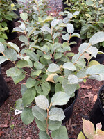Fothergilla Blue Hawaii #3