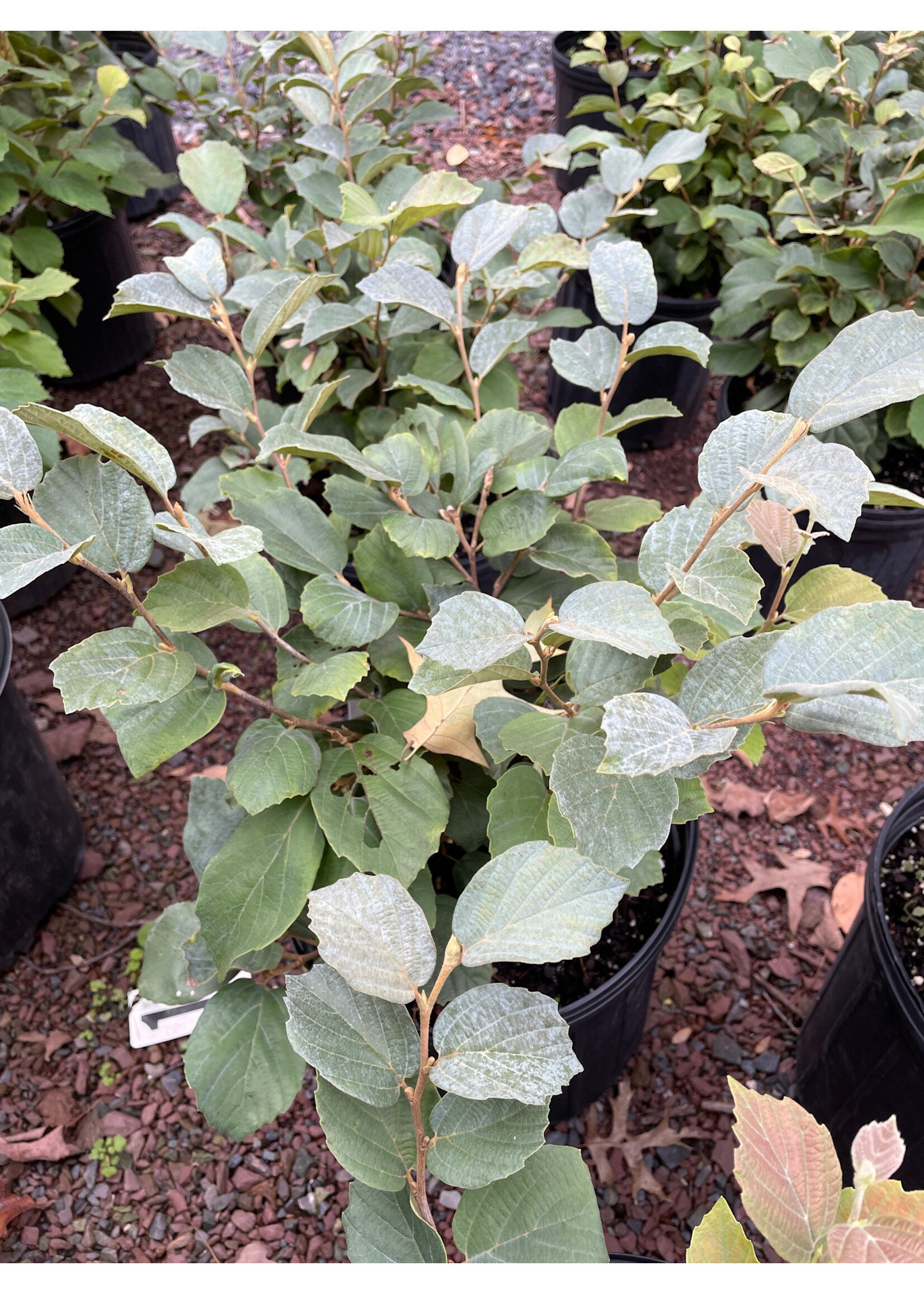 Fothergilla Blue Hawaii #3