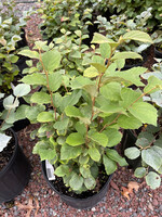 Fothergilla gardenii Suzanne Fothergilla, Suzanne Dwarf, #2