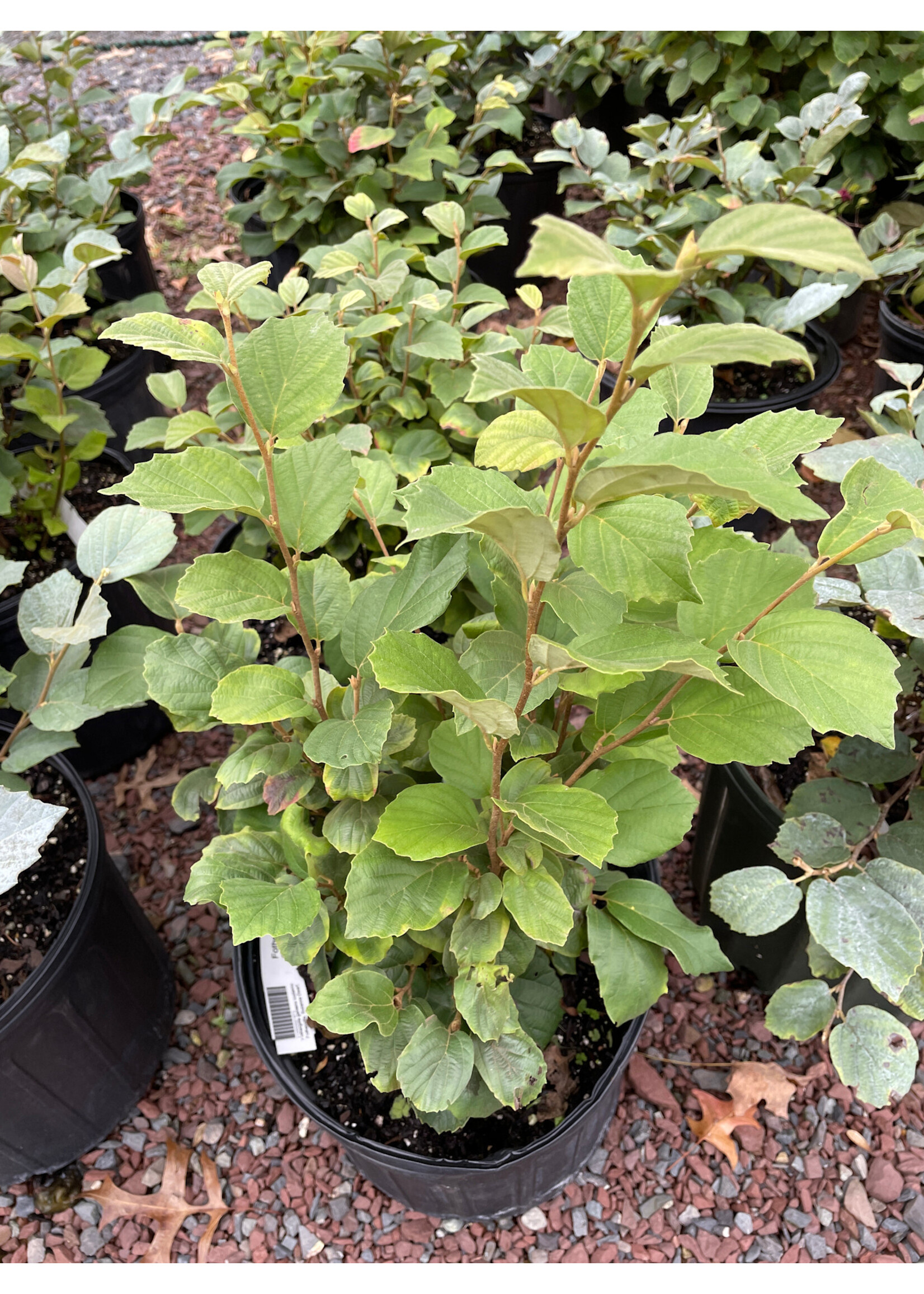 Fothergilla gardenii Suzanne Fothergilla, Suzanne Dwarf, #2