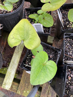 Asarum arifolium Ginger, Arrow Leaf, QT