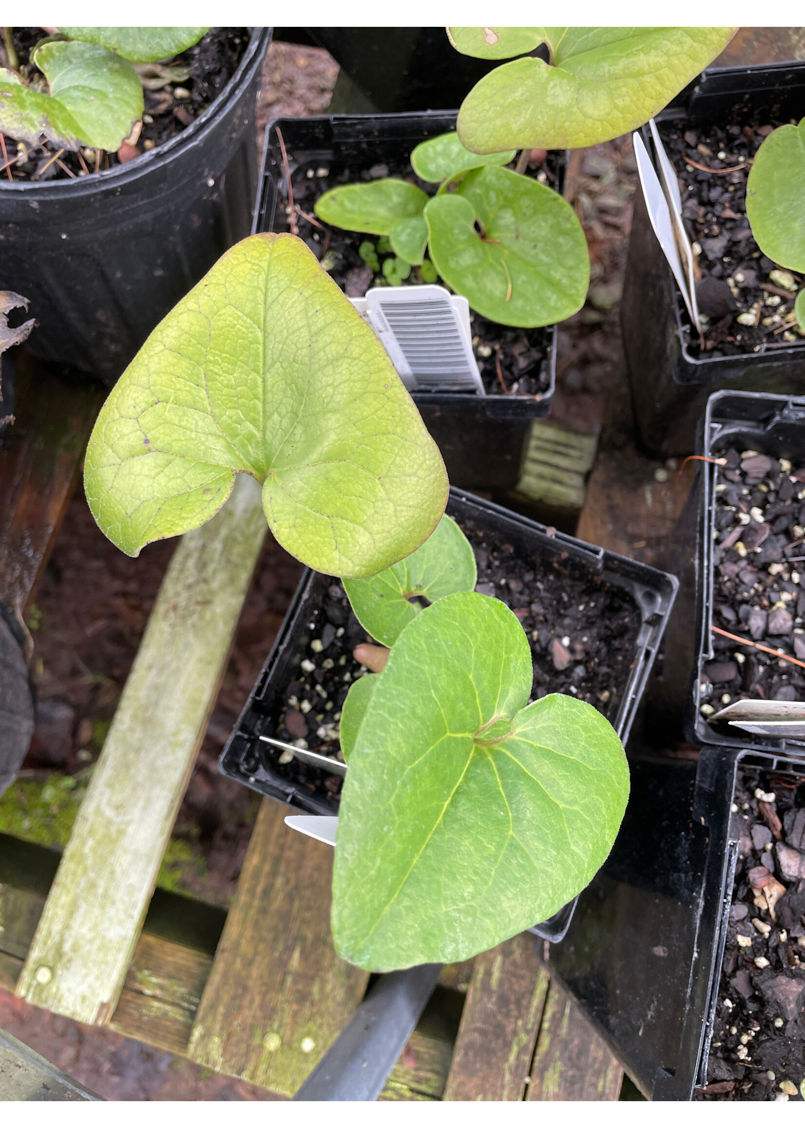 Asarum arifolium Ginger, Arrow Leaf, QT