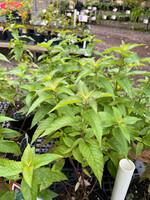 Monarda fistulosa Claire Grace, Bergamot Wild #1 Container
