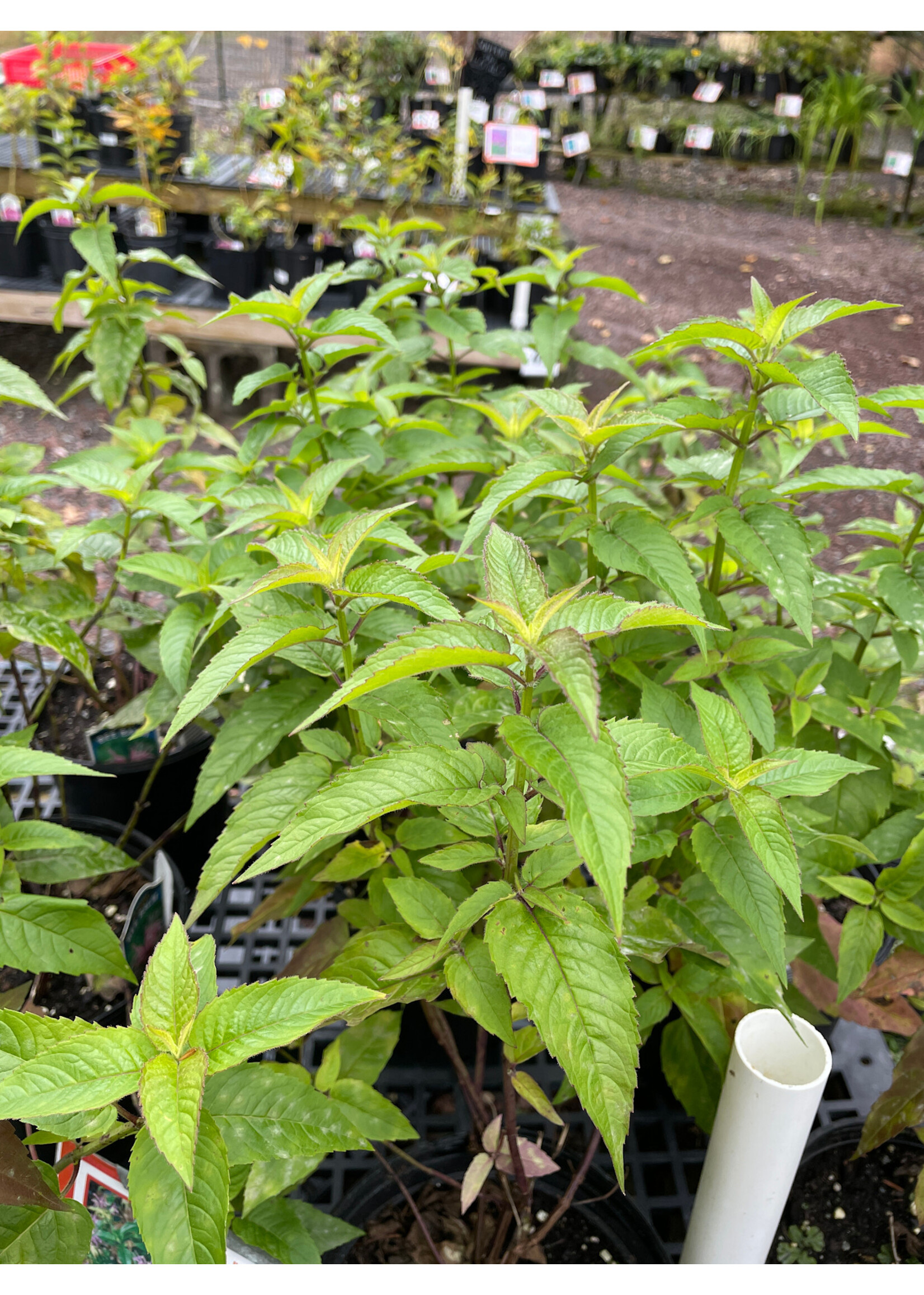Monarda fistulosa Claire Grace, Bergamot Wild #1 Container