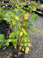 Lonicera Magnifica & Major Wheeler Honeysuckle, #3