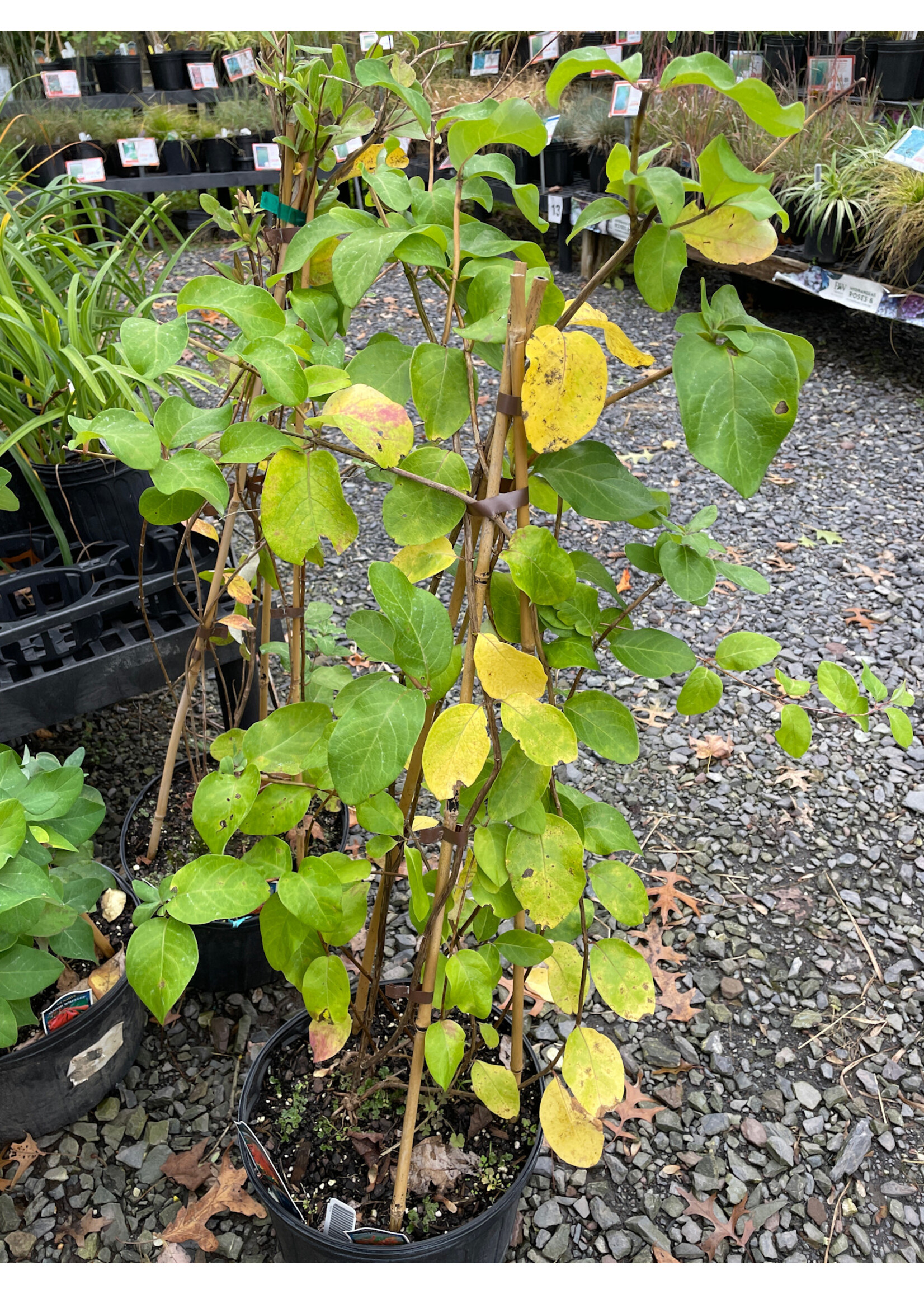 Lonicera Magnifica & Major Wheeler Honeysuckle, #3