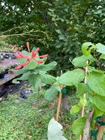 Lonicera sempervirens Magnifica, Honeysuckle #1