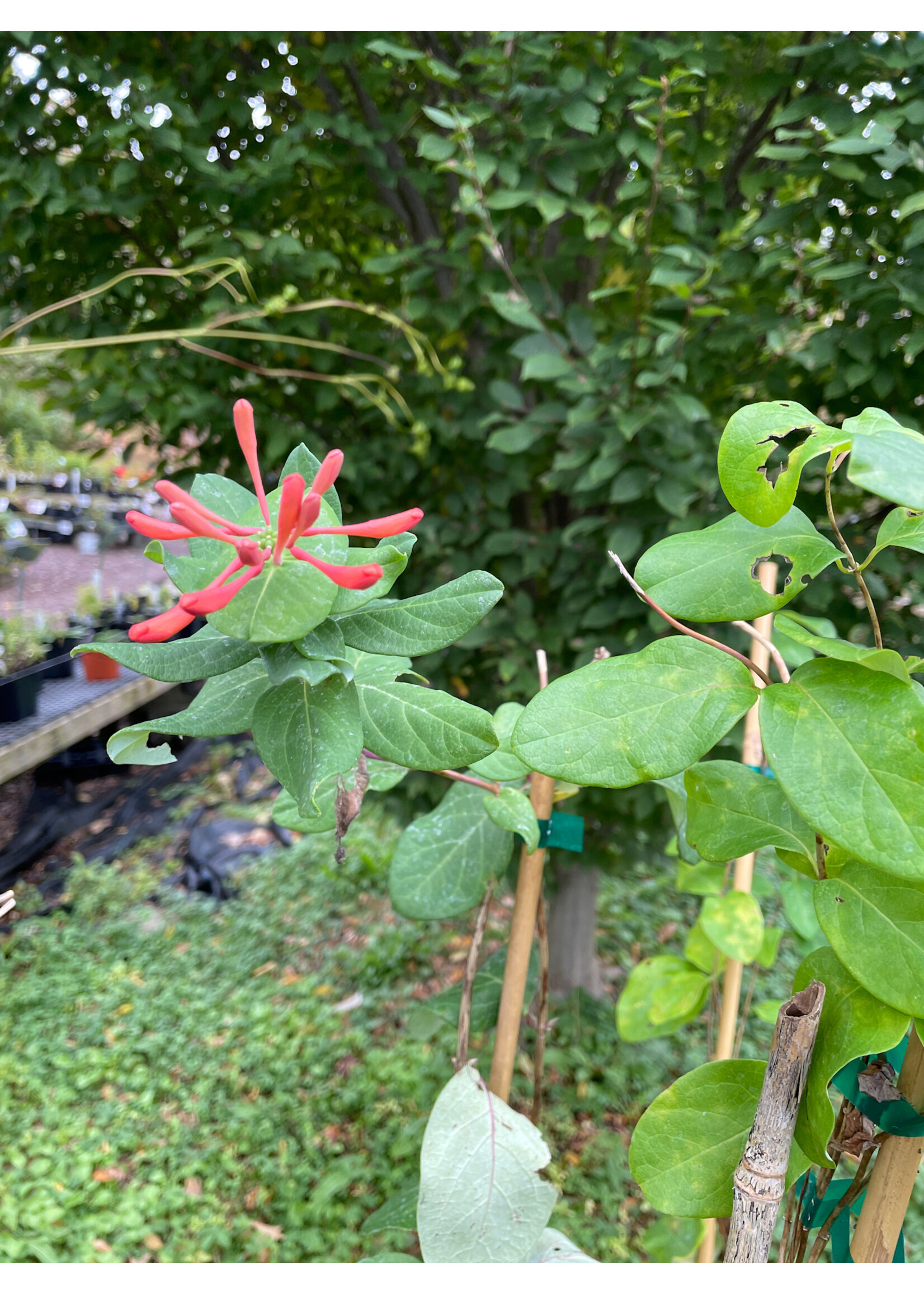 Lonicera sempervirens Magnifica, Honeysuckle #1