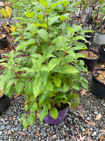 Cephalanthus occ. Fiber Optics Buttonbush,  #3