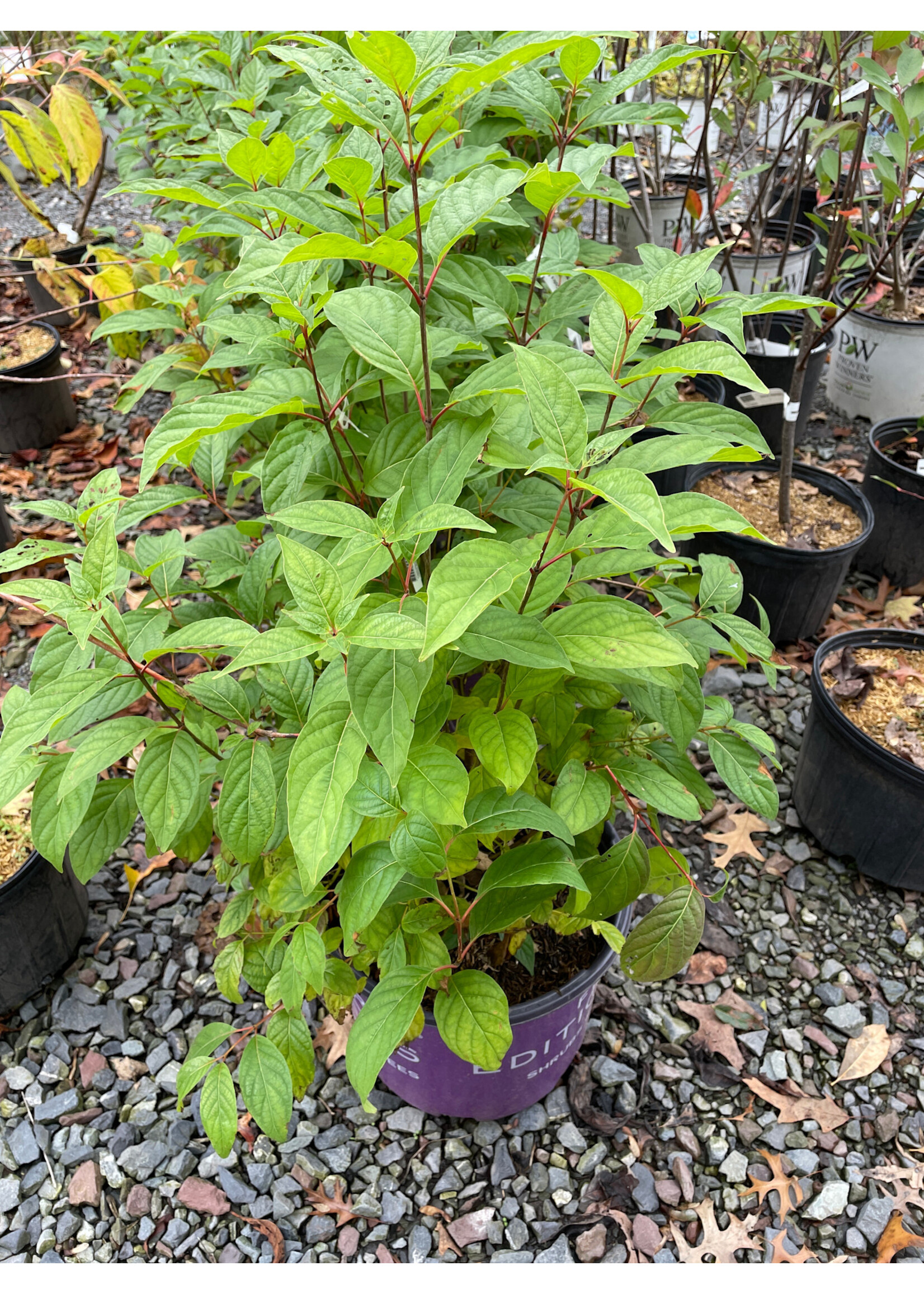 Cephalanthus occ. Fiber Optics Buttonbush,  #3