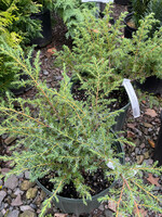 Juniperus  communis var. depressa, Old Field Juniper, #3