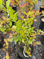 Vaccinium spp, Trentberry #3