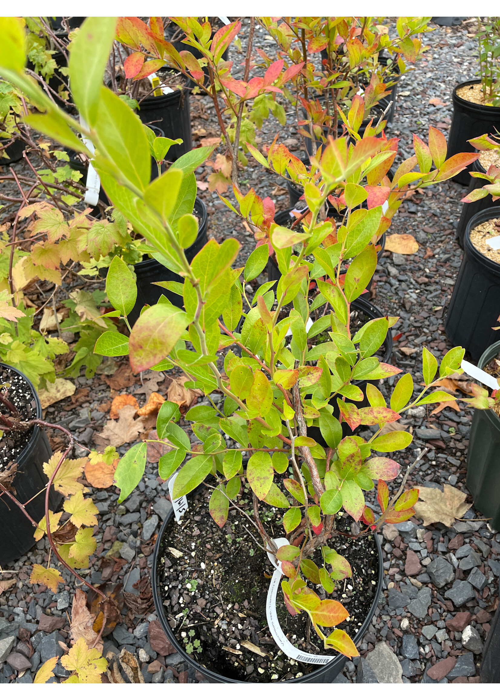 Vaccinium spp, Trentberry #3