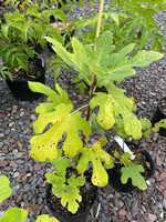 Ficus carica Chicago Hardy Fig,  #1