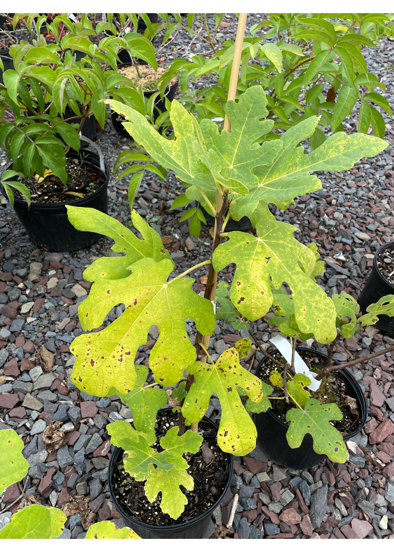 Ficus carica Chicago Hardy Fig,  #1