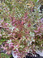Vaccinium corymbosum Splendid Blue, Blueberry, #3