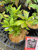 Rhododendron periclymenoides, Pinxterbloom Azalea #1