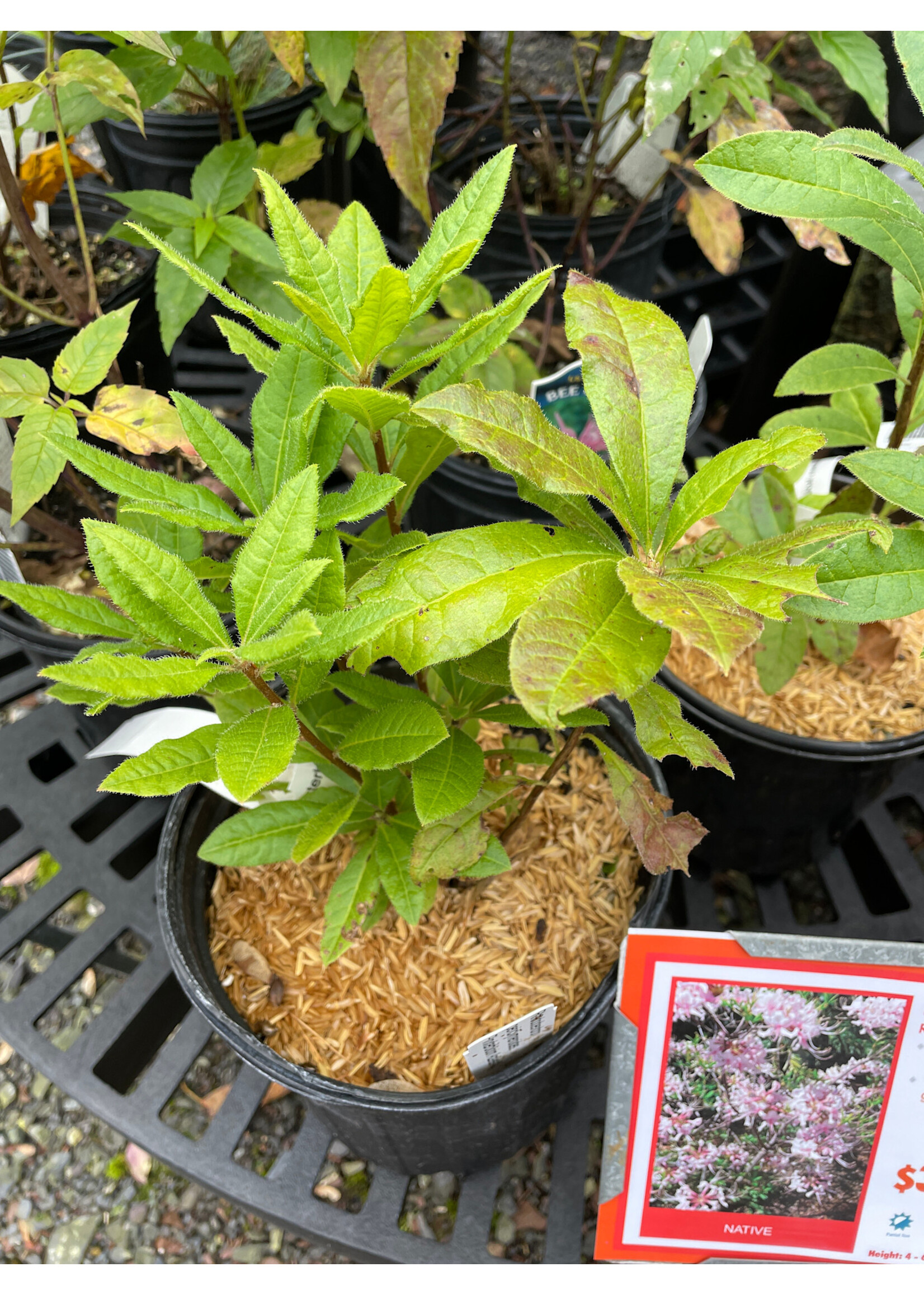 Rhododendron periclymenoides, Pinxterbloom Azalea #1