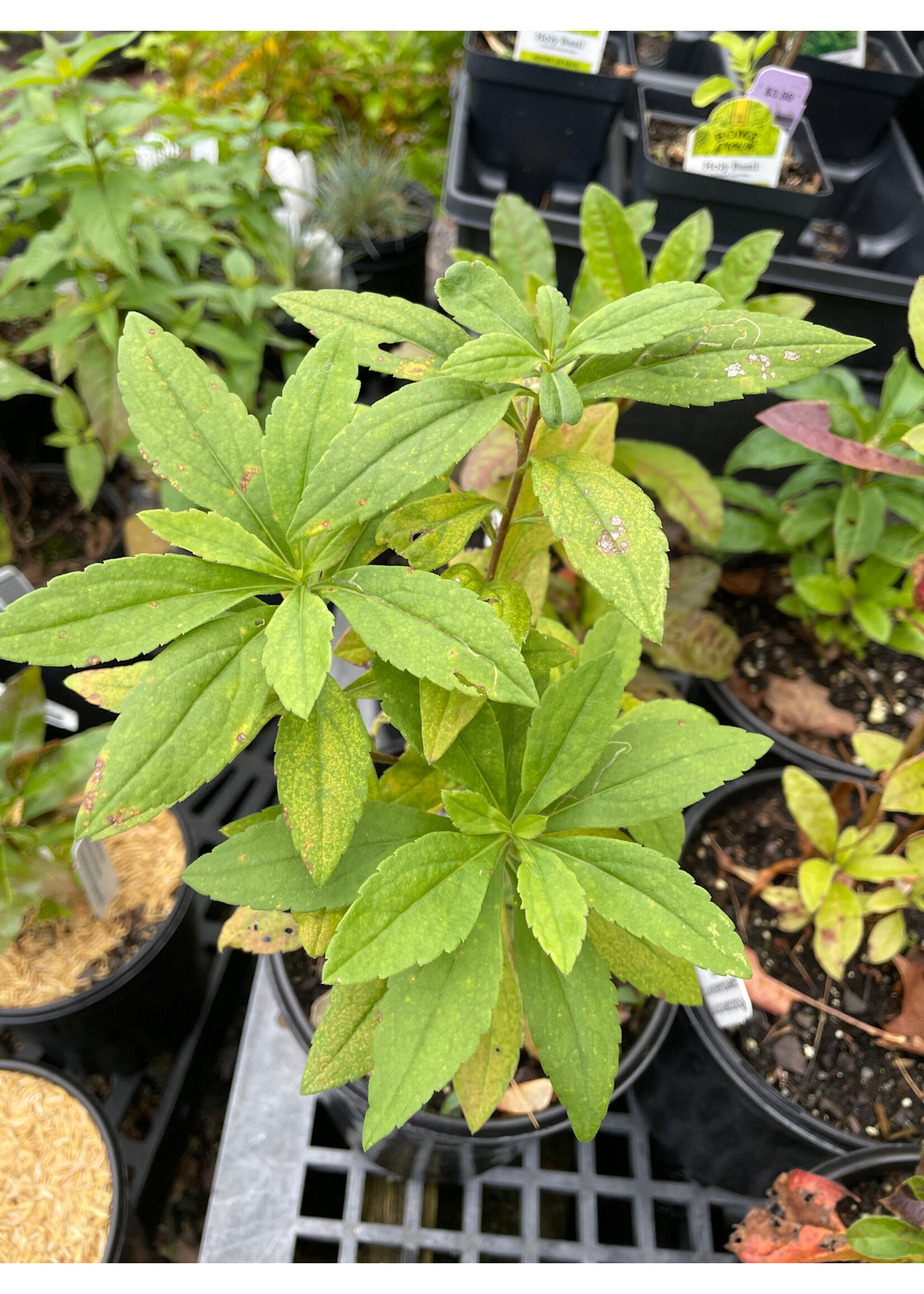 Rhododendron calendulaceum, Flame Azalea #1