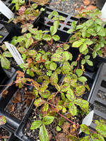 Rubus hispidus, Swamp Dewberry QT