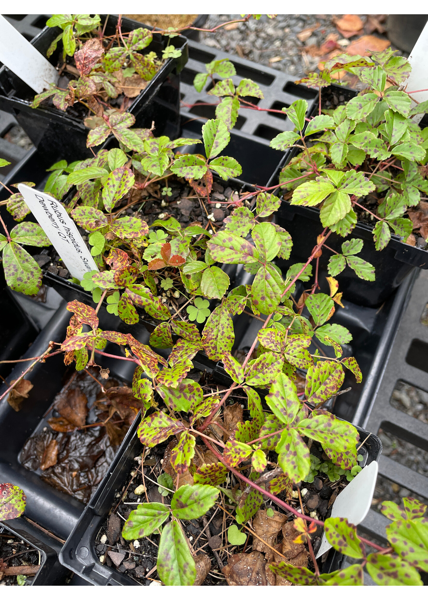 Rubus hispidus, Swamp Dewberry QT