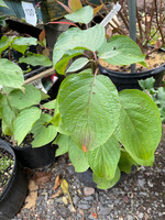 Cornus rugosa, Round Leafed Dogwood #3