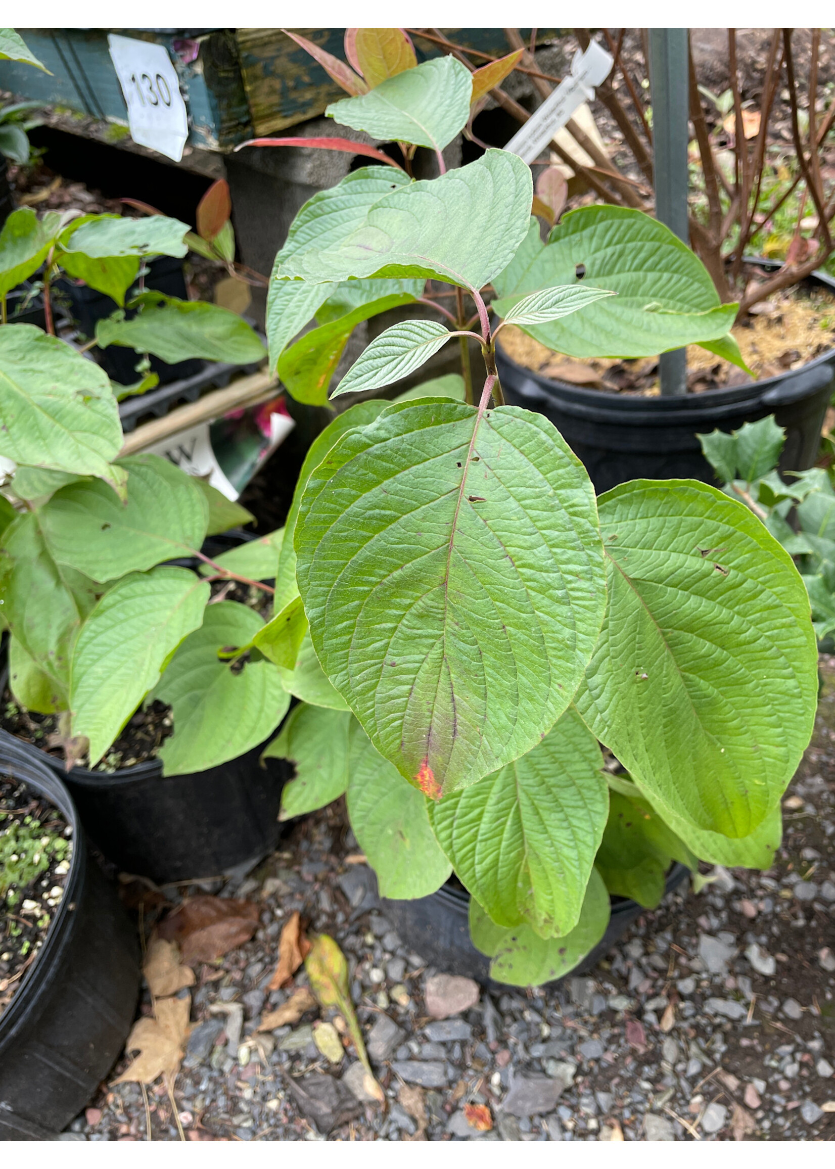 Cornus rugosa, Round Leafed Dogwood #3