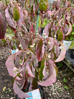 Cornus florida Appalachian Mist Dogwood - Flowering,  Appalachian Mist, #7