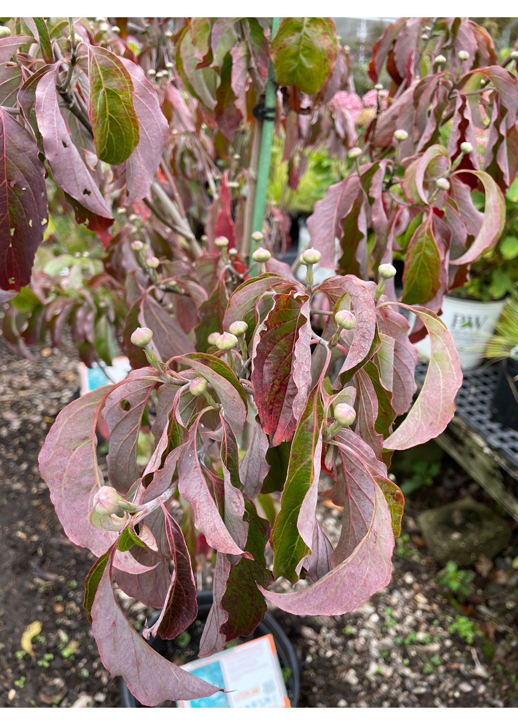 Cornus florida Appalachian Mist Dogwood - Flowering,  Appalachian Mist, #7