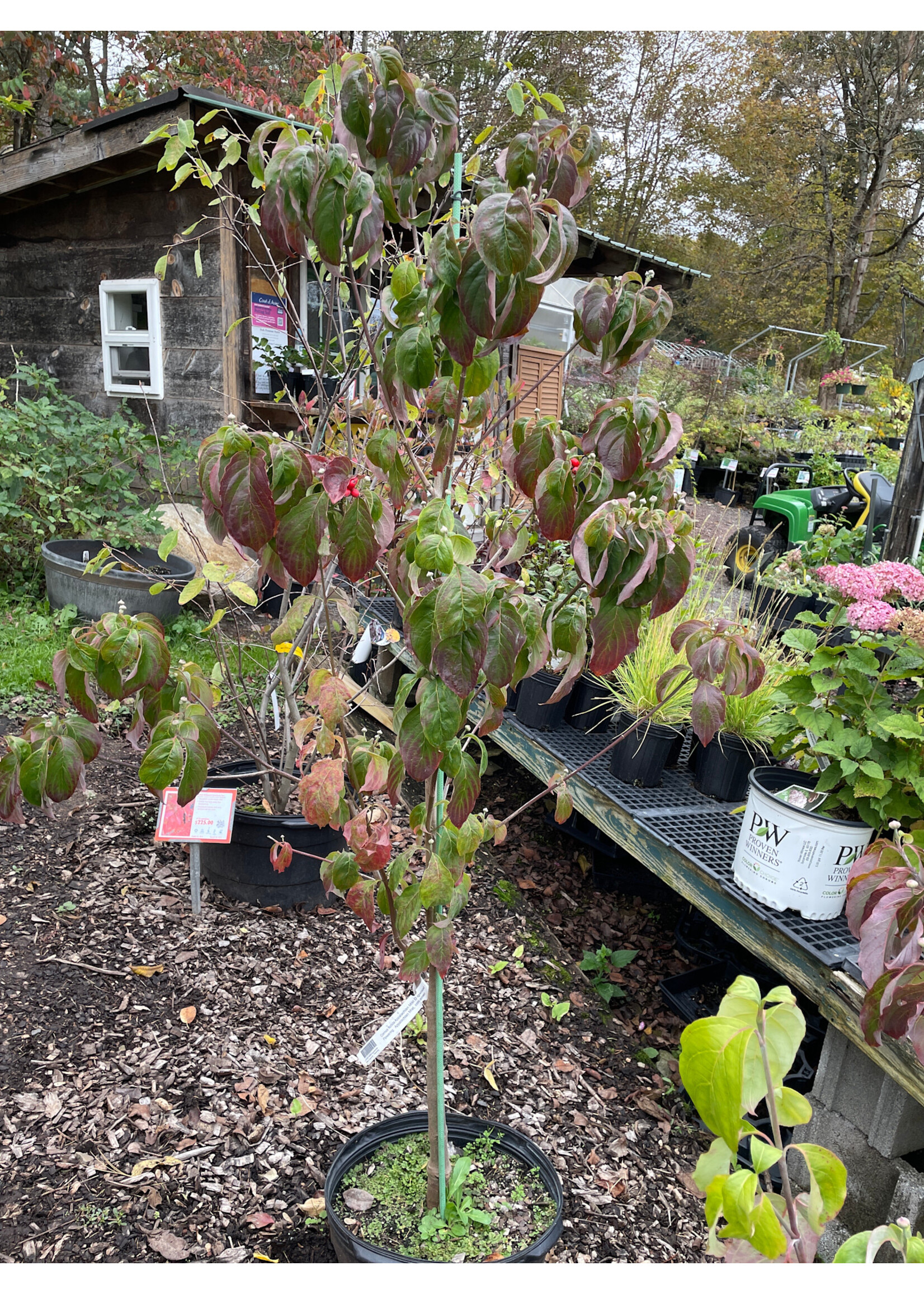 Cornus florida Appalachian Mist Dogwood - Flowering,  Appalachian Mist, #7