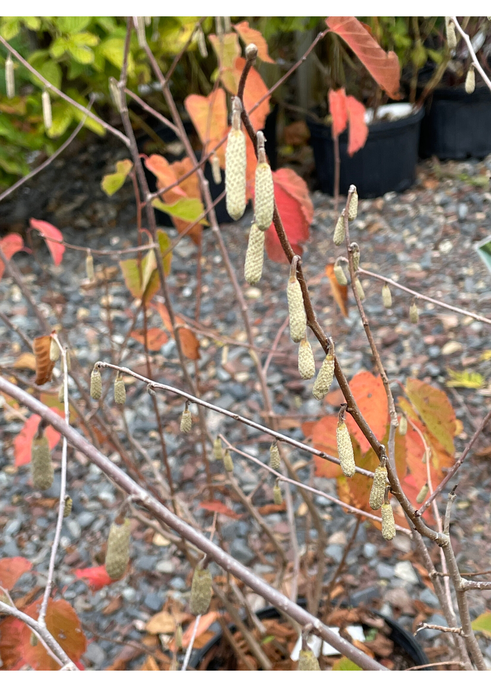 Corylus americana Sun Harvest, American Hazelnut #3