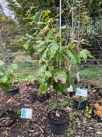 Quercus bicolor Bucks Unlimited Oak #3